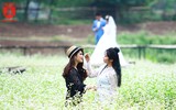 Ngỡ ngàng với cánh đồng hoa tam giác mạch nở trái mùa ở Hà Nội